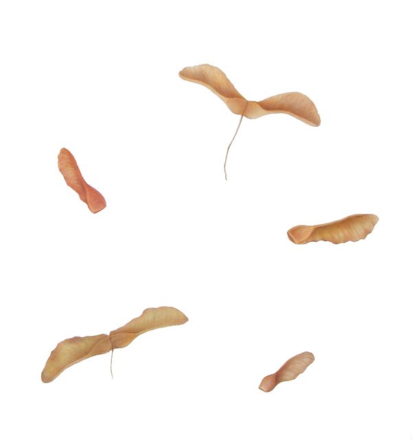 Five Winged Seeds