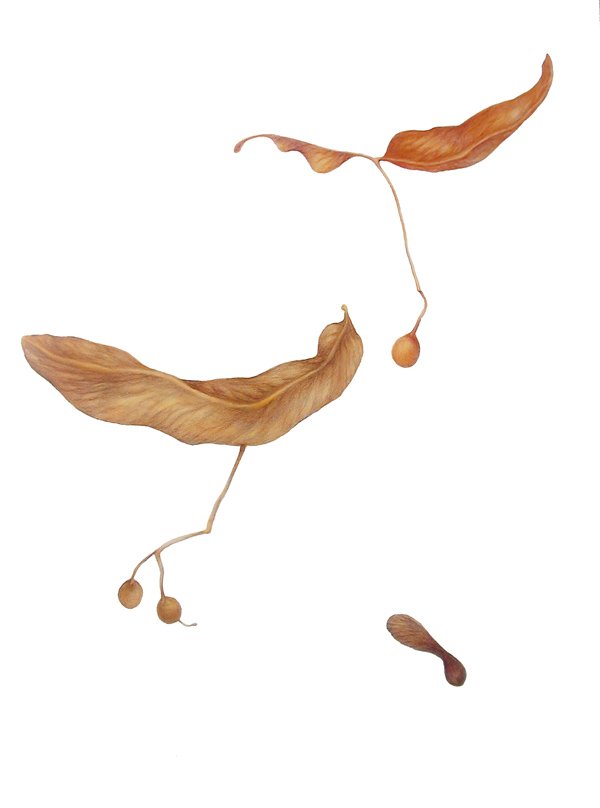Trio of Winged Seeds
